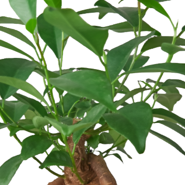 Ficus Ginseng leaves close up detail Indoor Plant