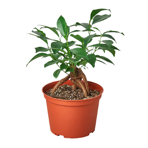 Ficus Ginseng plant 6inch pot