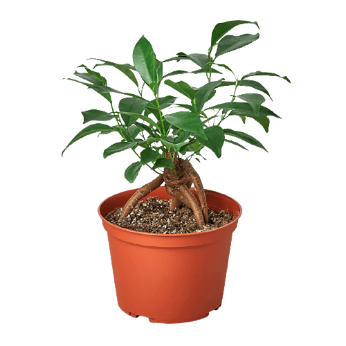 Ficus Ginseng plant 6inch pot