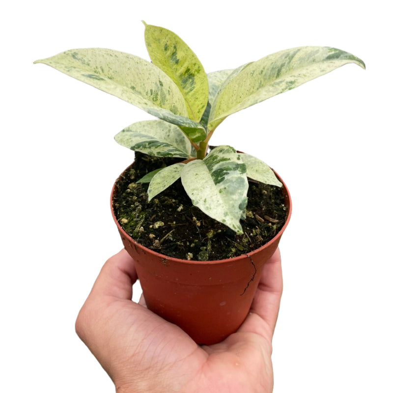 Ficus shivereana 'Moonshine' | Rare and Easy Care 