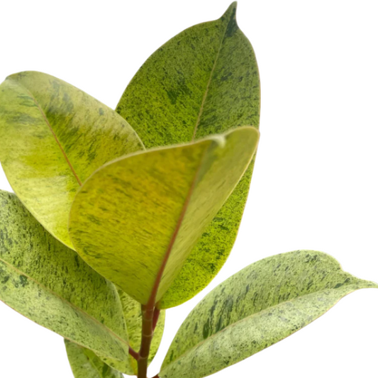 Ficus shivereana 'Moonshine'  close up