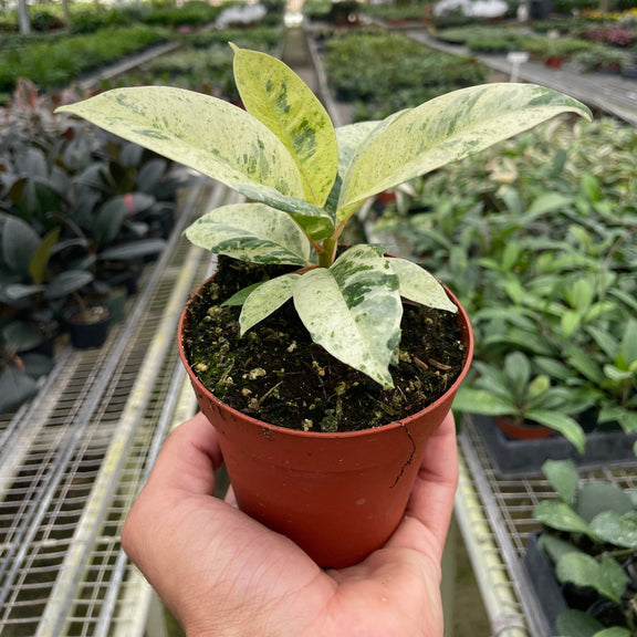 Ficus shivereana 'Moonshine'  nursery in plant nursery