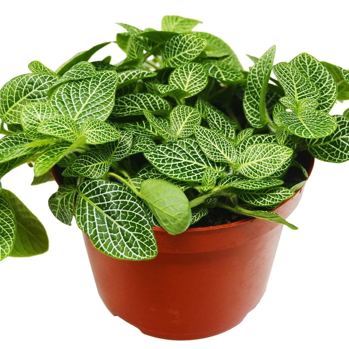 Fittonia White  | Pet-Friendly Indoor Plant | All About Planties