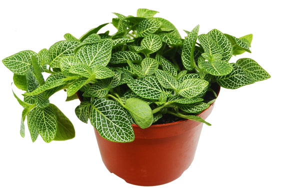 is fittonia an indoor plant Fittonia White Nerve Plant 4in