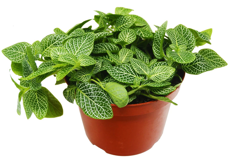 Fittonia White  | Pet-Friendly Indoor Plant | All About Planties