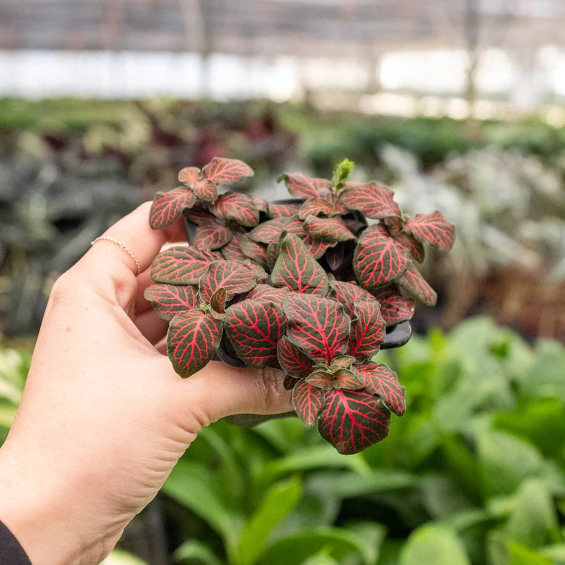 Fittonia Red 3inch pot | Pet-Friendly Tropical Plant | All About Planties