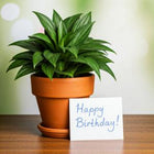 Houseplant with Happy Birhtday Gift Note | Gift Note | All About Planties