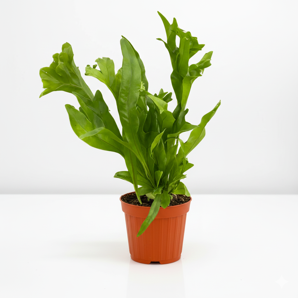 Potted green Flame Fern live plant availabe in All About Planties