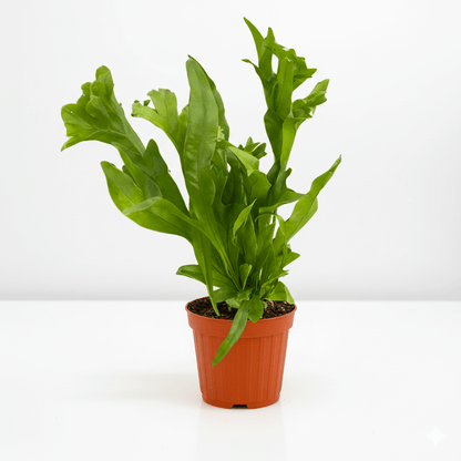 Green Flame Fern