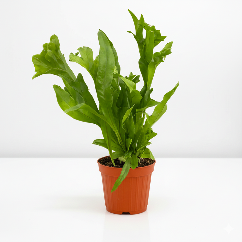 Potted green Flame Fern live plant availabe in All About Planties