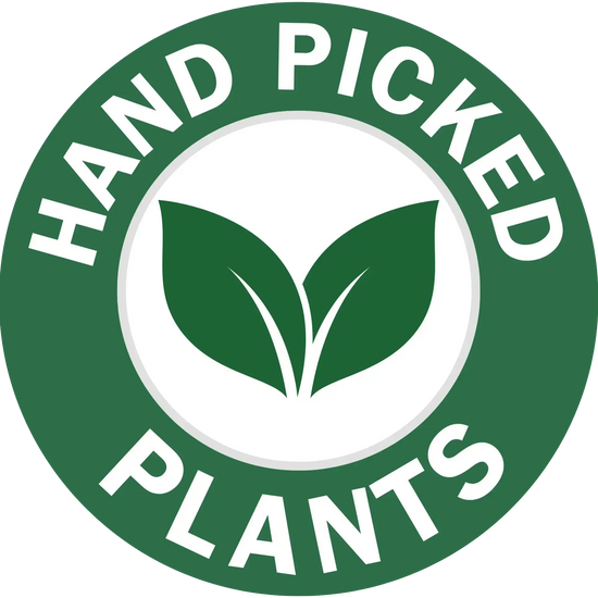 Hand Picked Plant | All About Planties