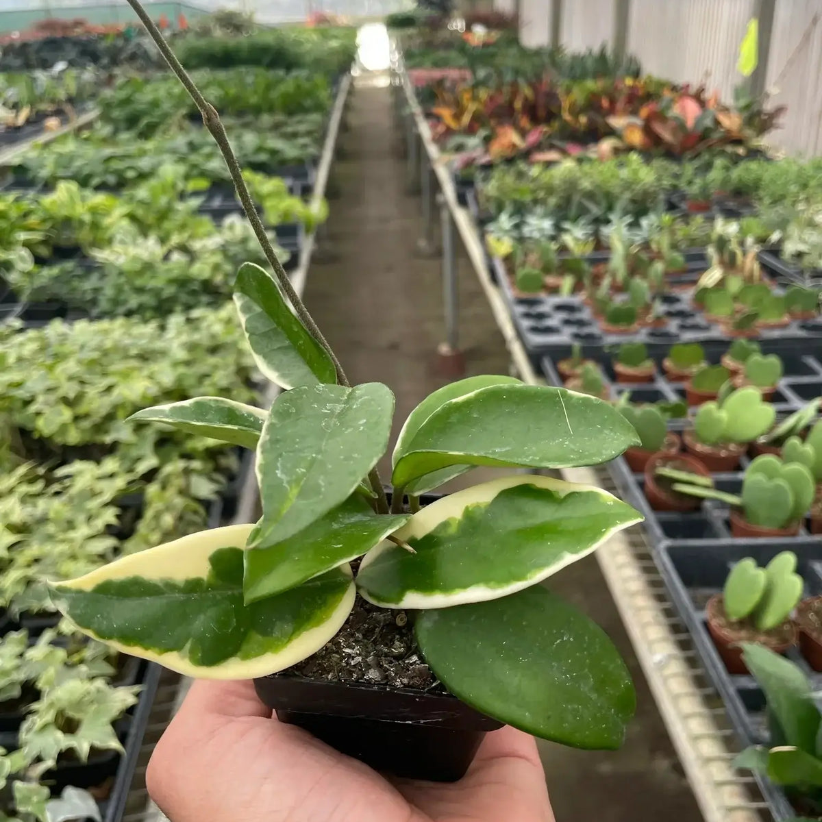 Hoya Carnosa 'Tricolor' in a nurery | Colorful, Pet-Friendly Hoya – All About Planties
