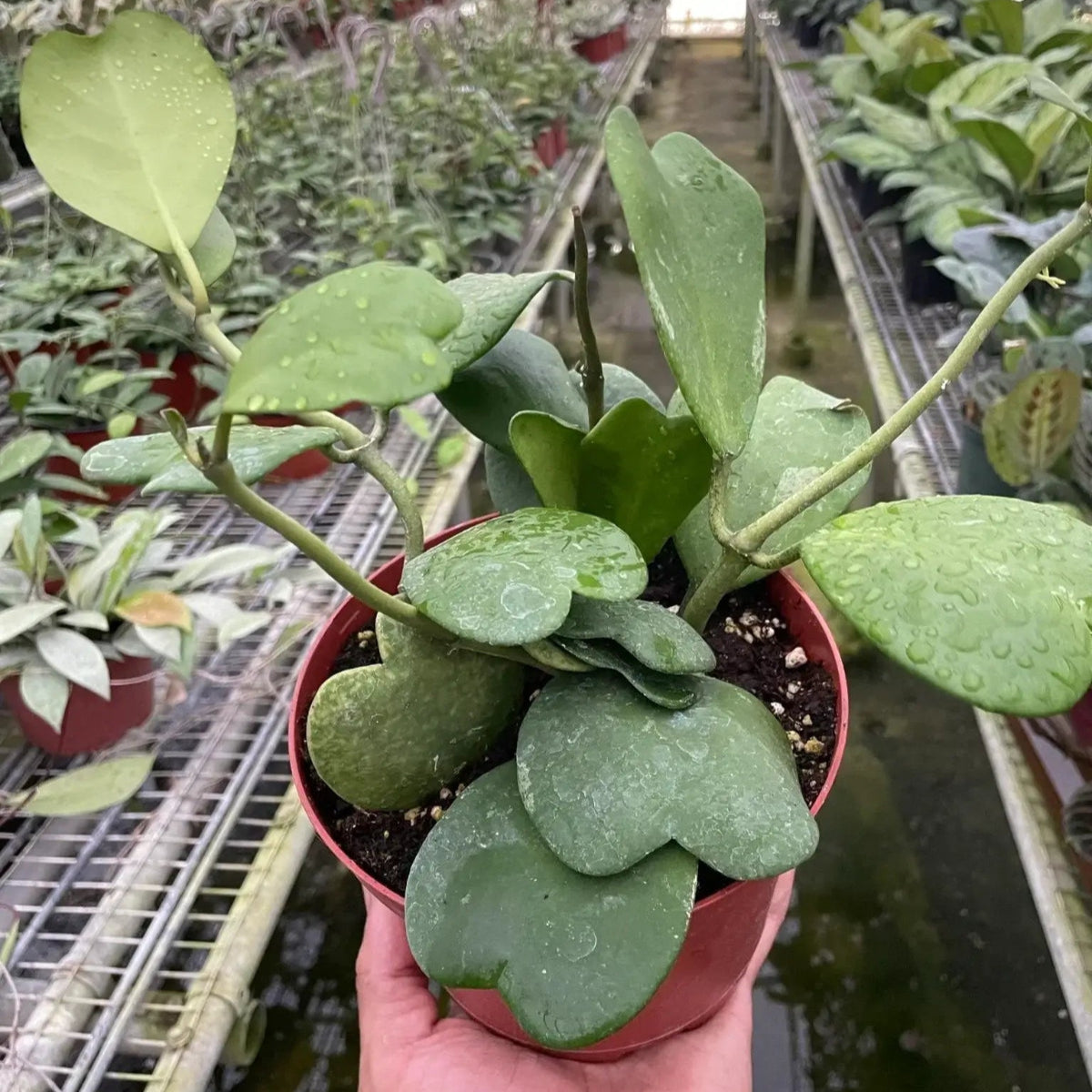 Hoya Sweetheart in 6 inch pot | Heart-Shaped Succulent Gift Plant – All About Planties
