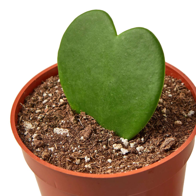 Hoya Sweetheart Detail | Heart-Shaped Succulent Gift Plant – All About Planties