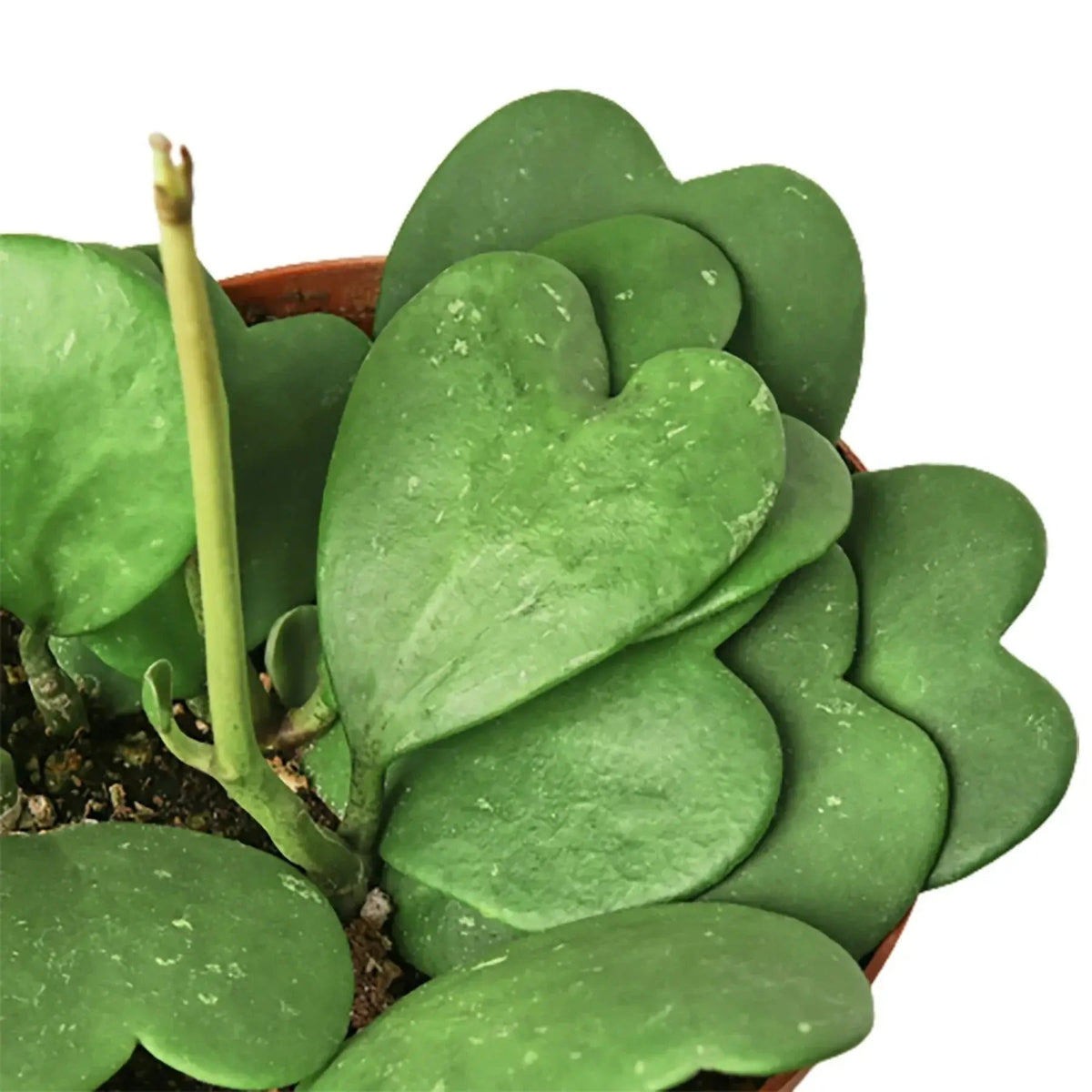 Close up of Hoya Sweetheart | Heart-Shaped Succulent Gift Plant – All About Planties