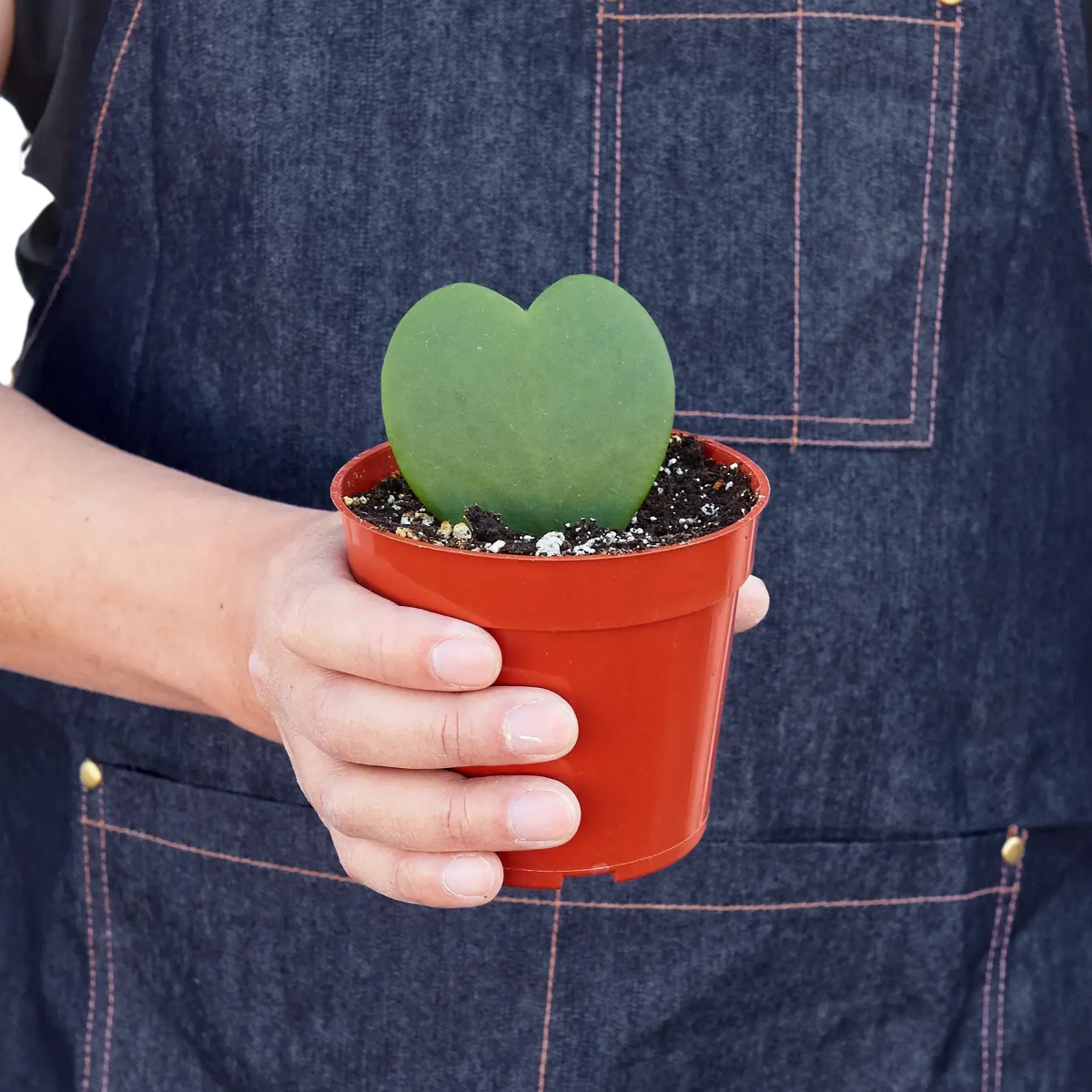 Person holding a Hoya Sweetheart | Heart-Shaped Succulent Gift Plant – All About Planties