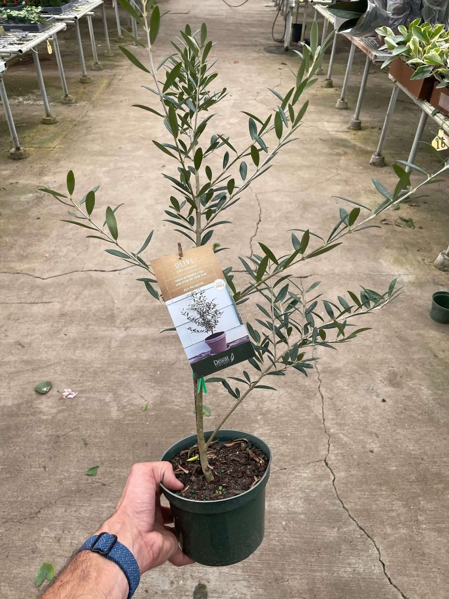 olea europaea indoor plant Olive Tree | Easy-Care Indoor Plant for Delivery