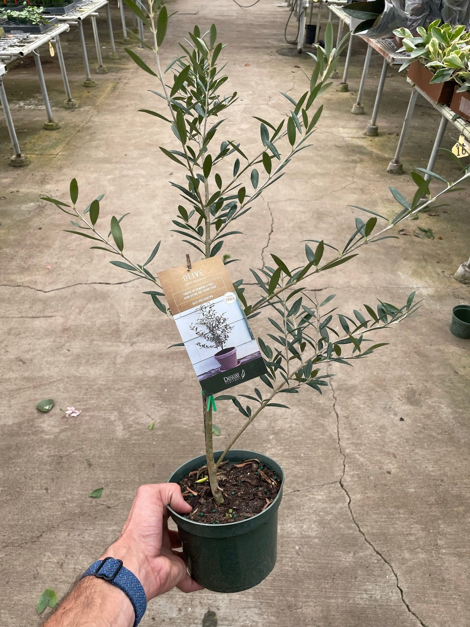 Olive Tree | Elegant, Pet-Friendly Indoor Plant | All About Planties