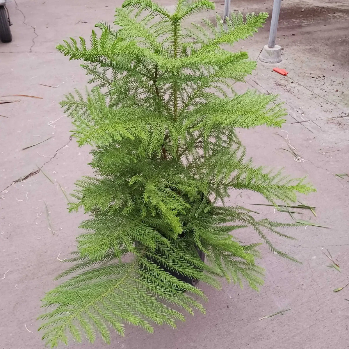 Norfolk Island Pine  8inch Pot| Indoor Plant | All About Planties