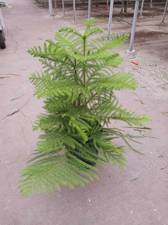 pine tree indoor plant Norfolk Island Pine - The Indoor Christmas Tree - 6" Pot