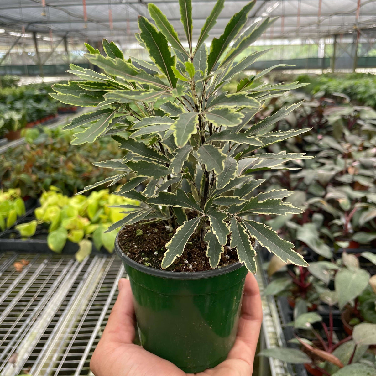 Aralia 'Bianca' | Elegant and Compact Variegated Plant | Potted Houseplants from All About Planties™™