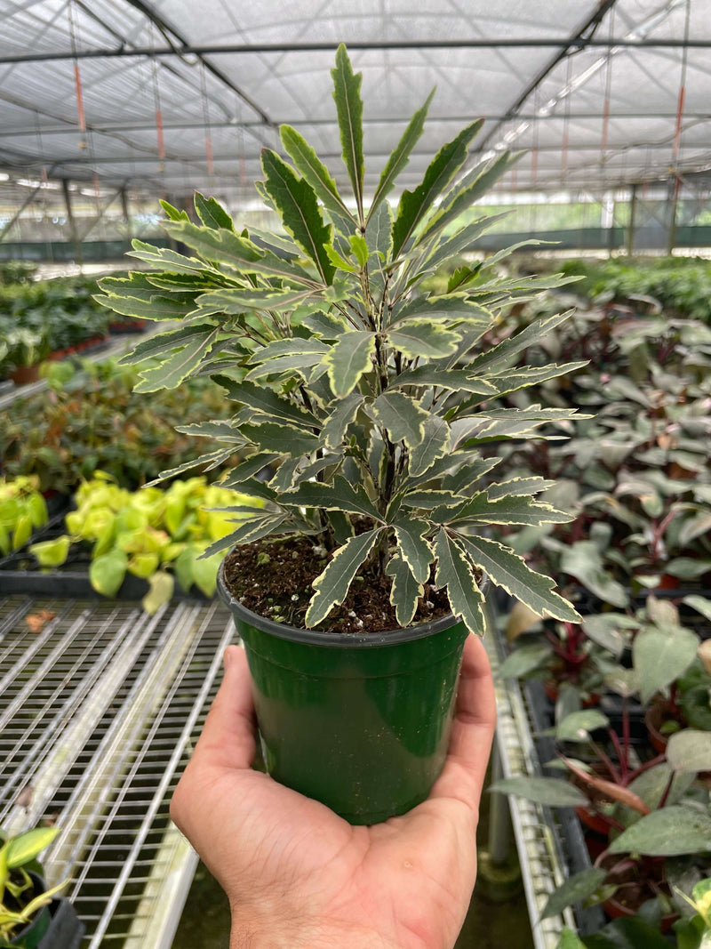 Aralia 'Bianca' | Elegant and Compact Variegated Plant | Potted Houseplants from All About Planties™™
