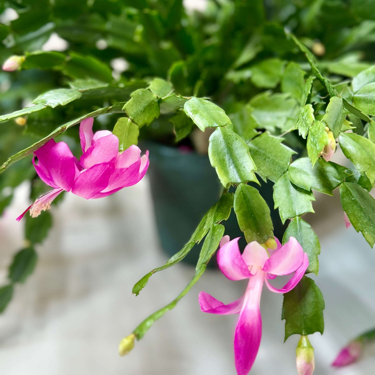 Zygocactus 'Christmas Cactus'
