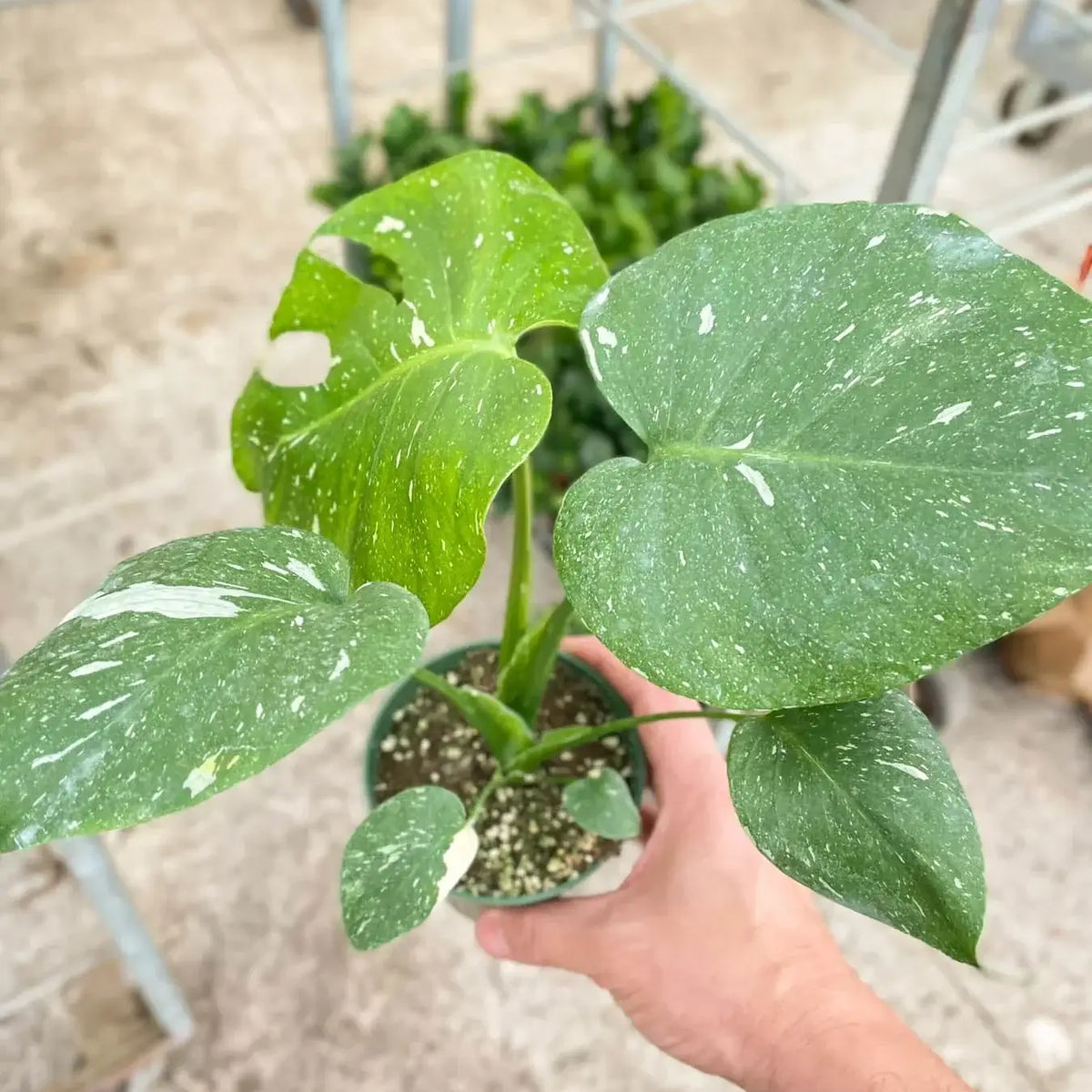 monstera-thai-constellation in nursery by All About Planties™