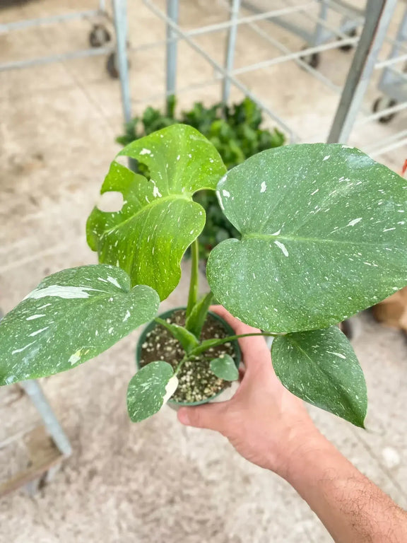 monstera-thai-constellation in nursery