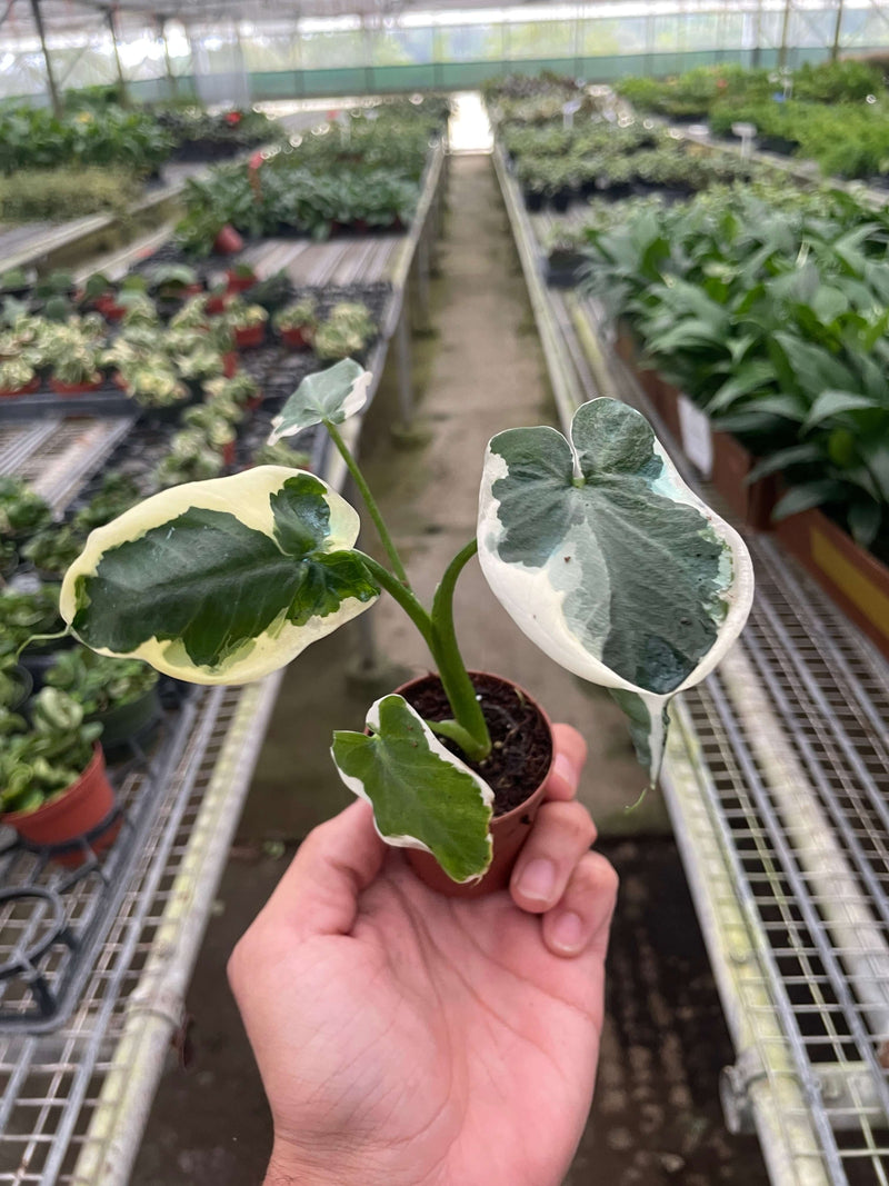 Alocasia Mickey Mouse 