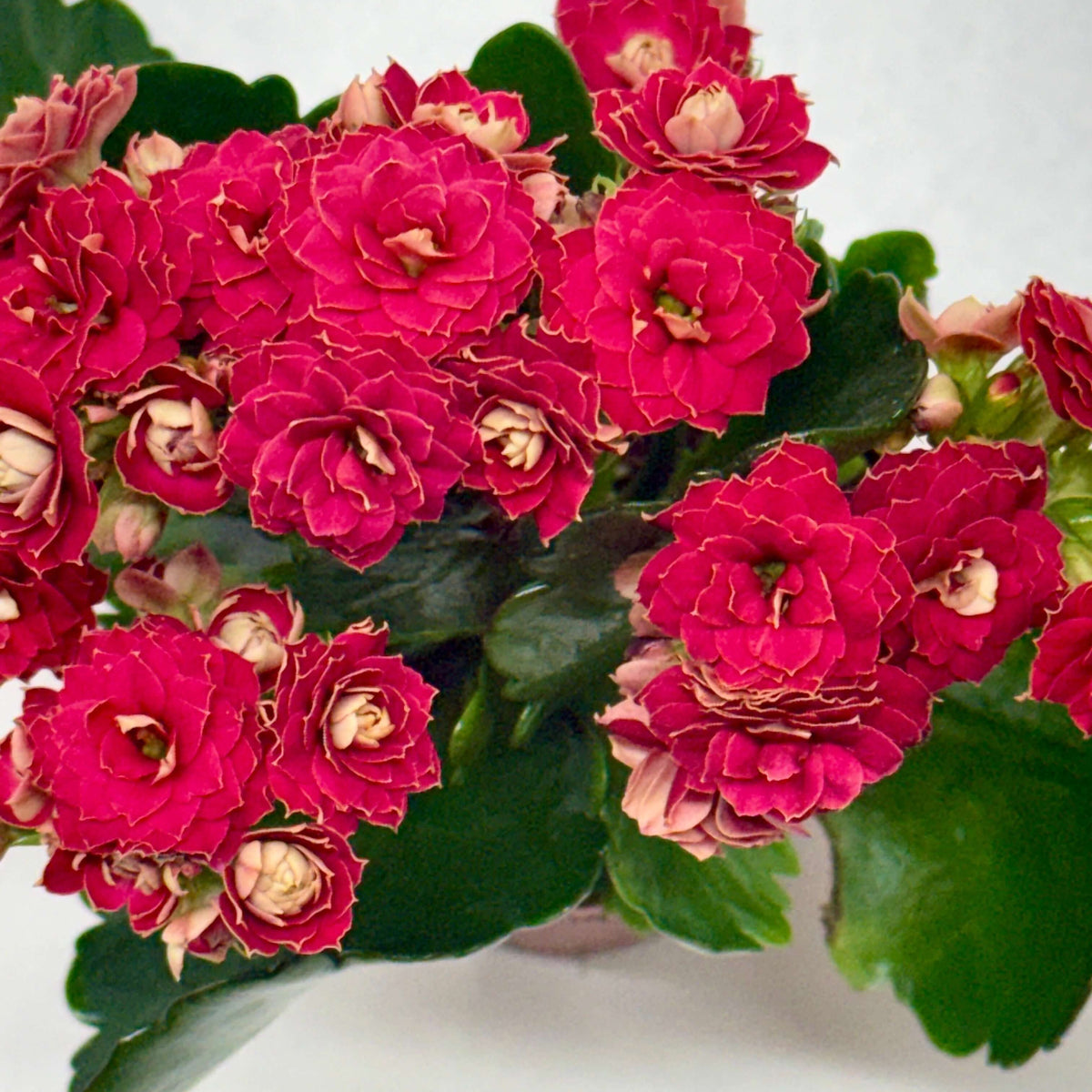 Kalanchoe