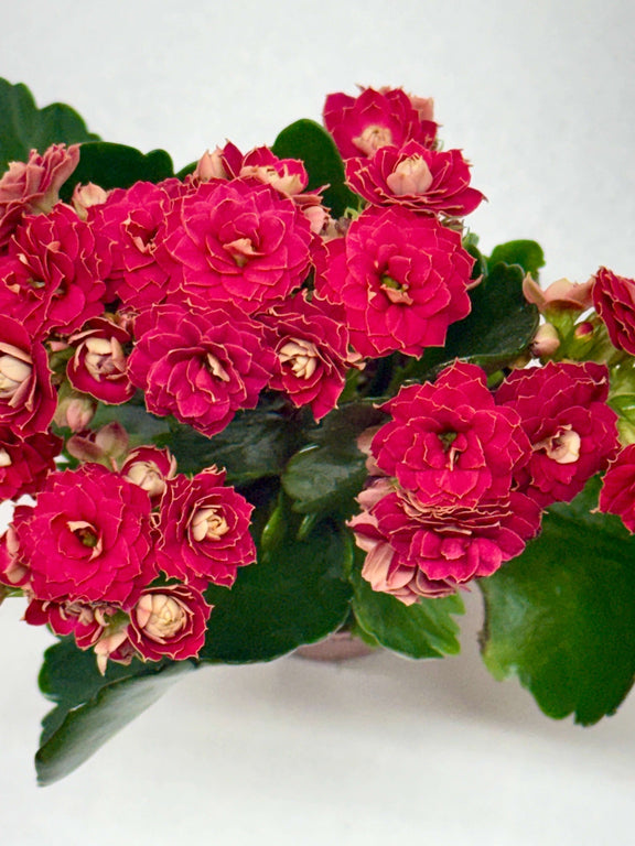 red flowered succulent Kalanchoe