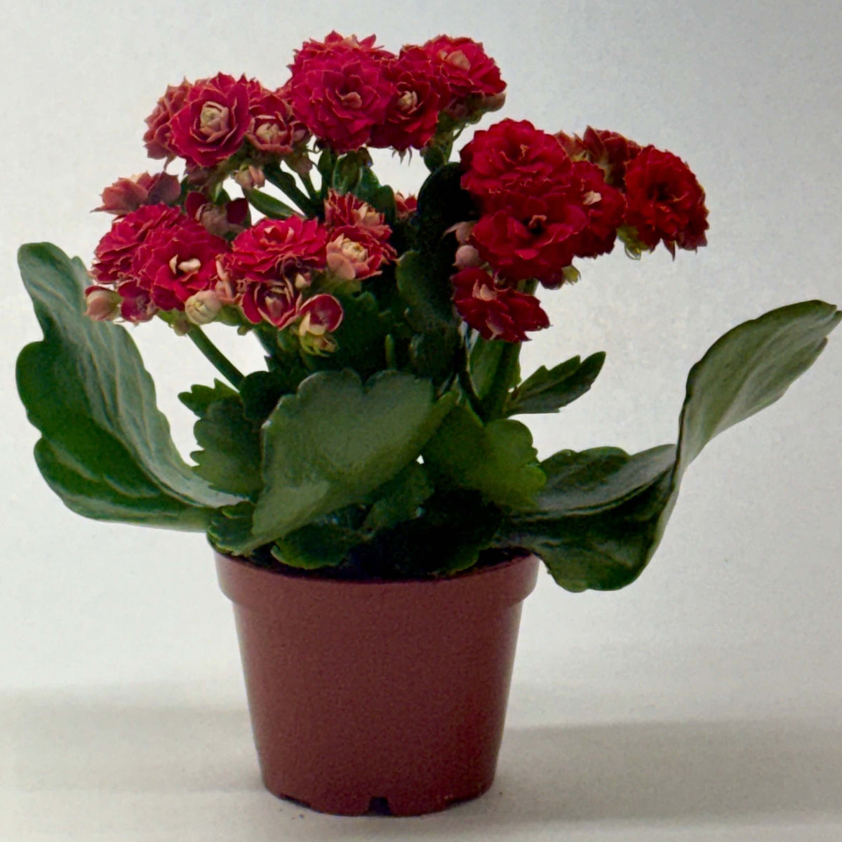 Kalanchoe