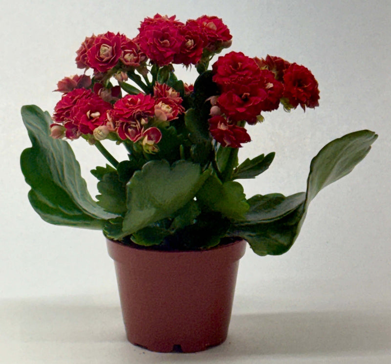 Kalanchoe