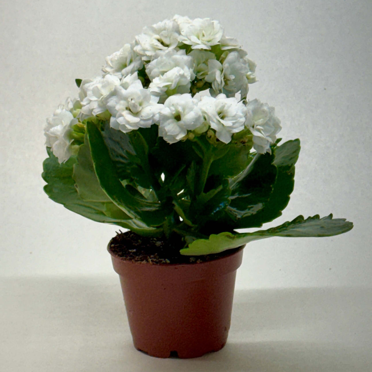 Kalanchoe