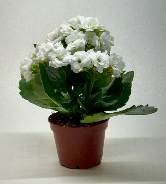white flower succulent plant Kalanchoe