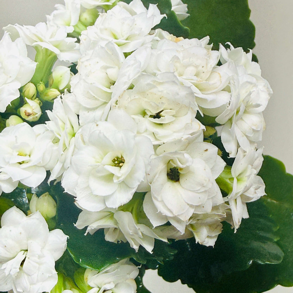 Kalanchoe