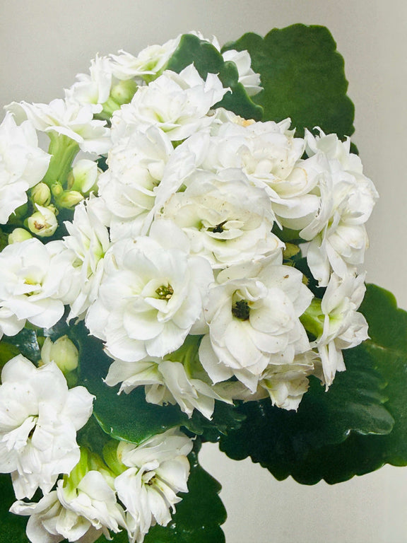white flower succulent plant Kalanchoe