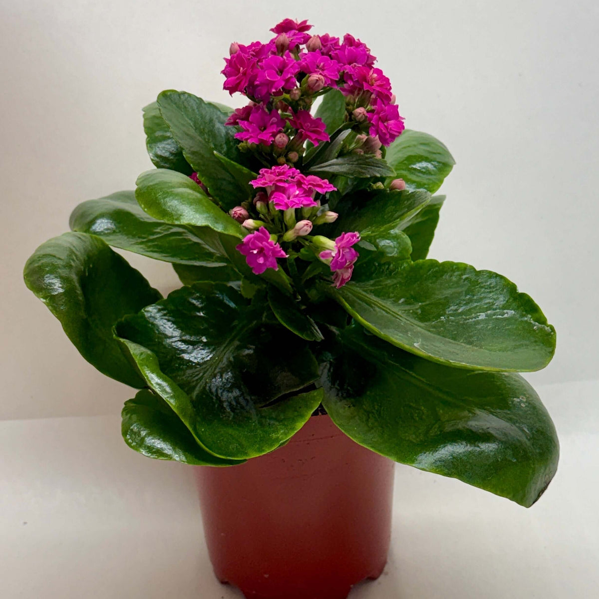 Kalanchoe
