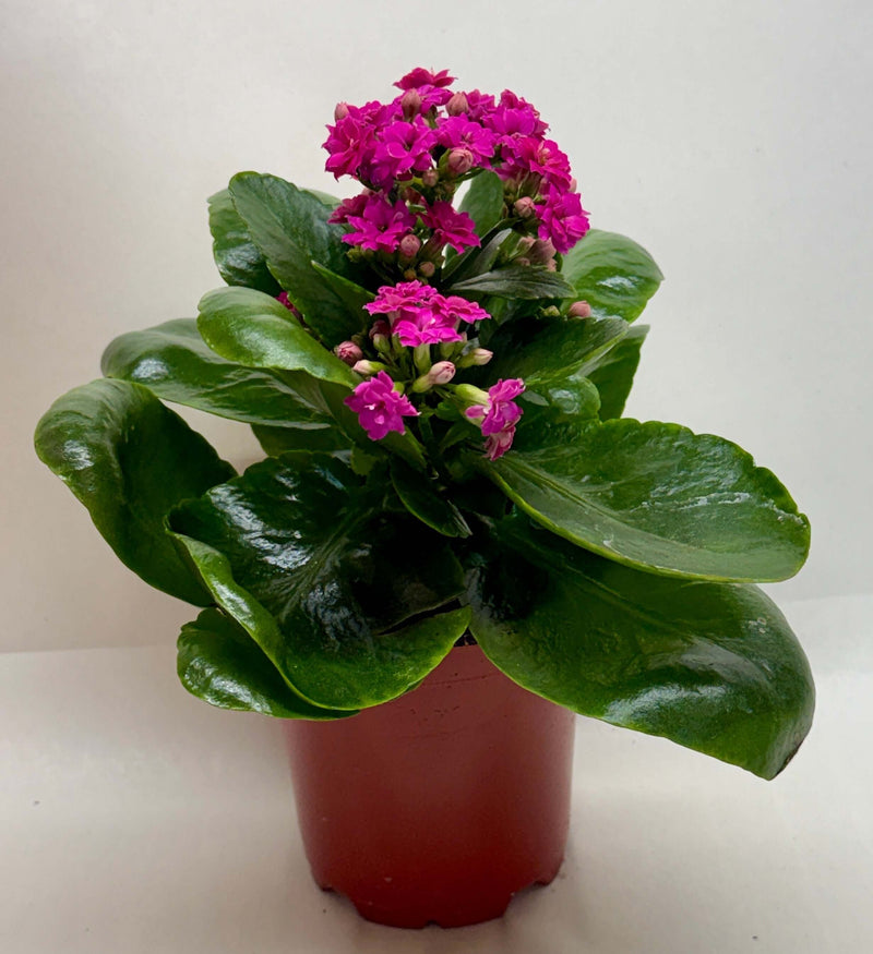 Kalanchoe