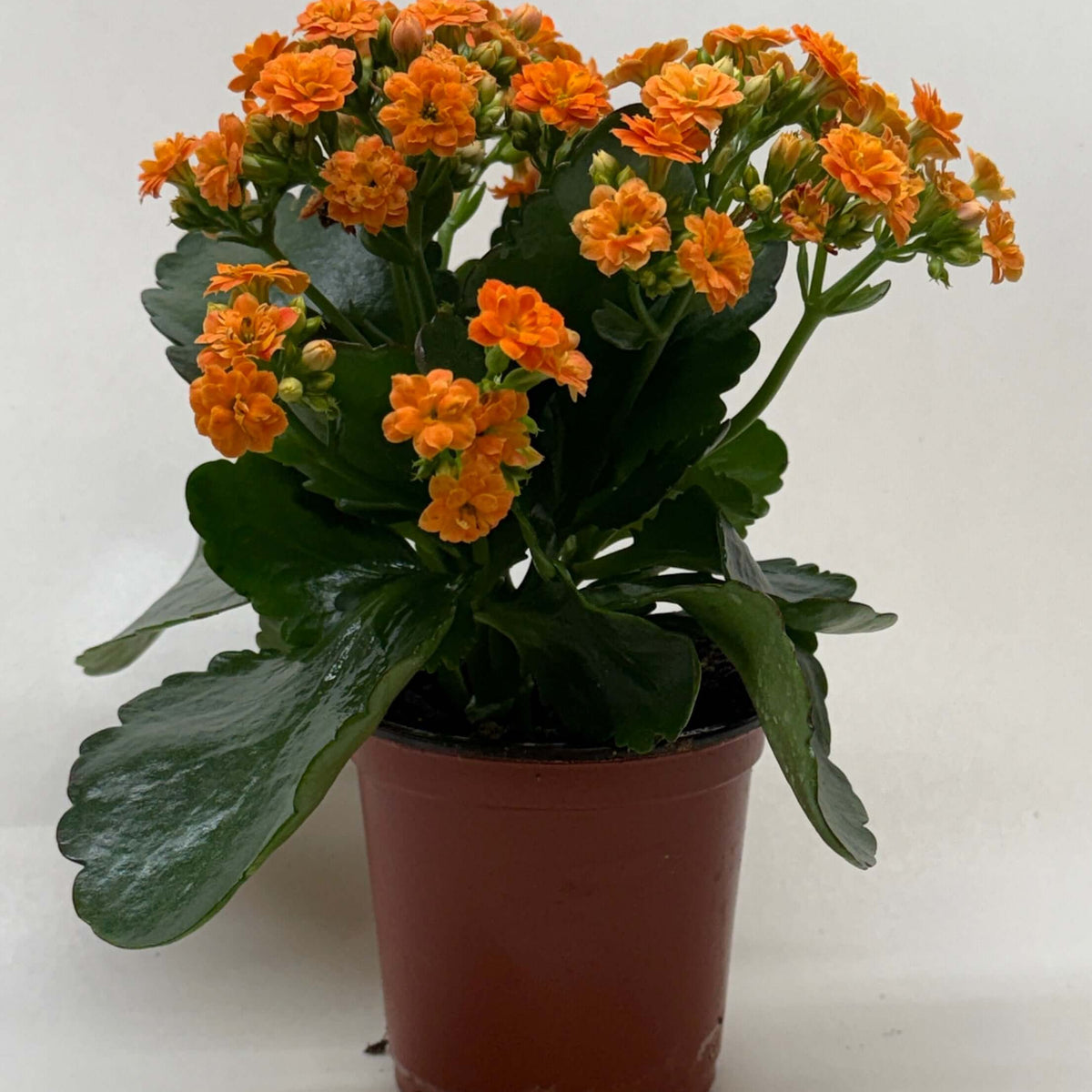 Kalanchoe