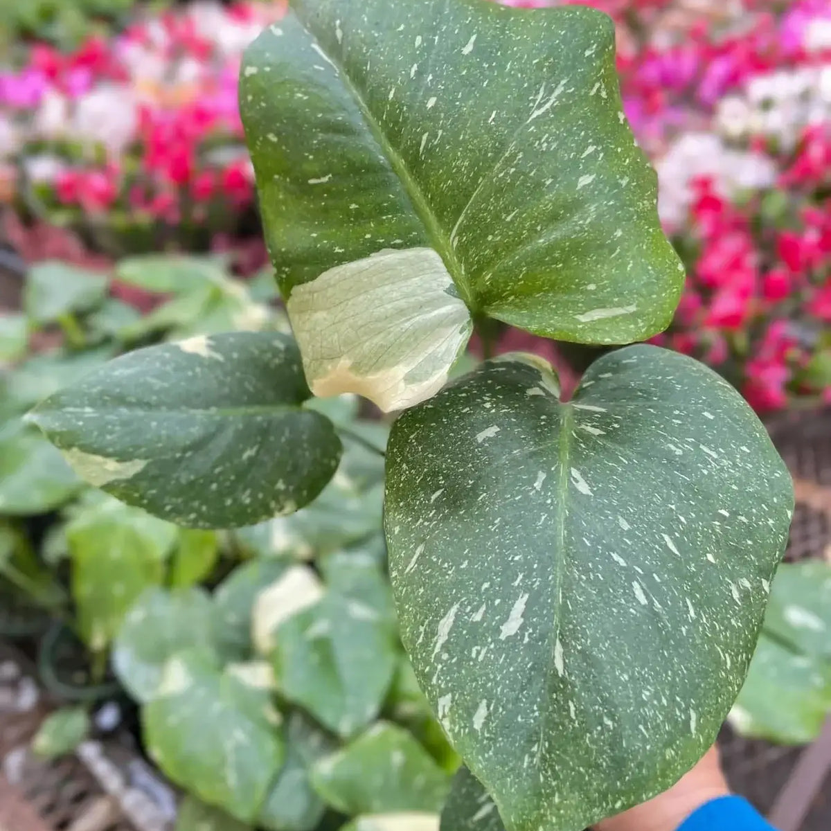 leaves of monstera-thai-constellation by All About Planties™