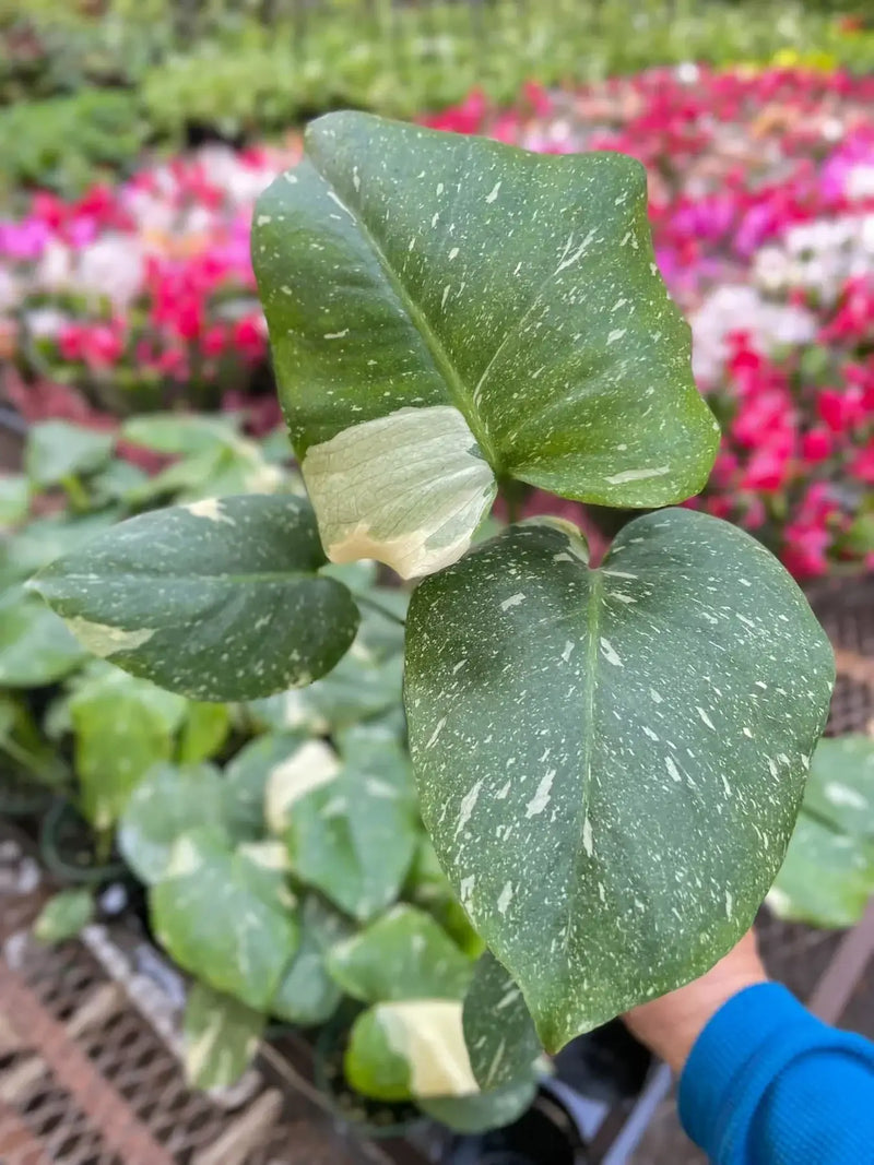 leaves of monstera-thai-constellation