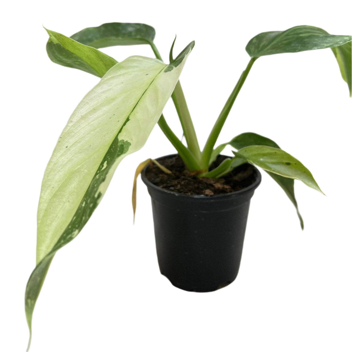 Philodendron Jose Bueno