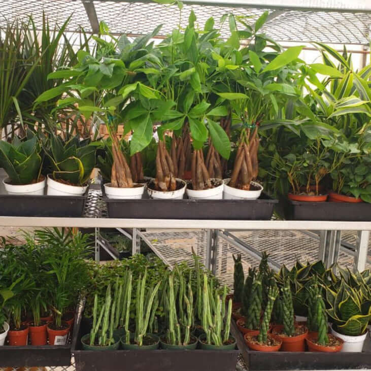 Indoor houseplant subscription box - monthly plant delivery service
