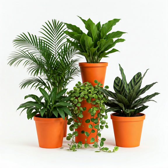 Indoor House Plants Collection | Susbscription Box | All About Planties