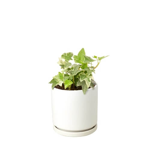 ivy plant pots The Snobby Leaf | English Ivy 'Glacier' - 6 inch Pot