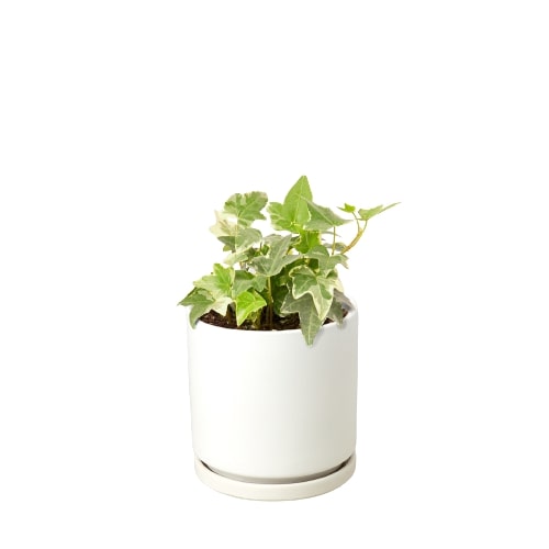 english-ivy-glacier plant in a white pot