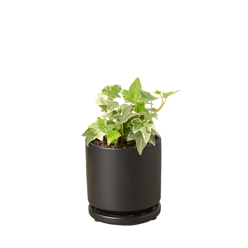 english-ivy-glacier in a black pot