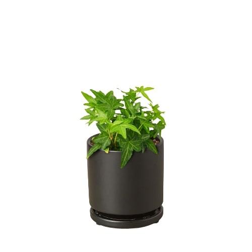 english-ivy-green-california in a black pot